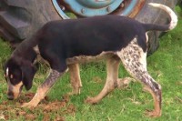 /album/trackingdogs/t-p-6-good-350x232-jpg/